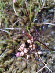 Scheuchzeria palustris