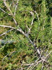 Larix lyallii
