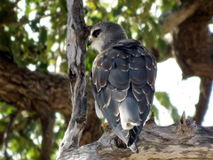 Elanus caeruleus caeruleus