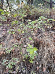 Symphoricarpos