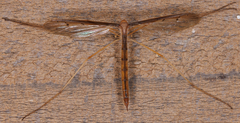 Platytipula