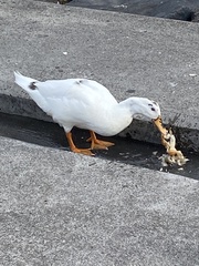 Anas platyrhynchos × Cairina moschata