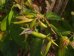 Vincetoxicum rossicum
