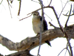 Elanus caeruleus caeruleus