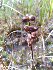 Scheuchzeria palustris