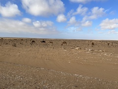 Camelus dromedarius