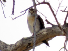 Elanus caeruleus caeruleus