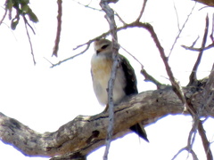 Elanus caeruleus caeruleus