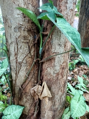 Syngonium podophyllum