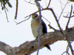 Elanus caeruleus caeruleus