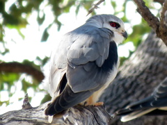 Elanus caeruleus caeruleus