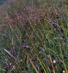 Scheuchzeria palustris