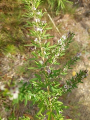 Lespedeza virginica