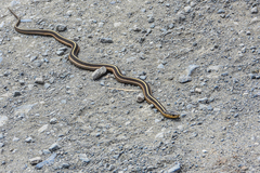 Thamnophis elegans terrestris