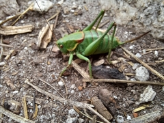 Anabrus simplex