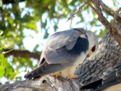 Elanus caeruleus caeruleus