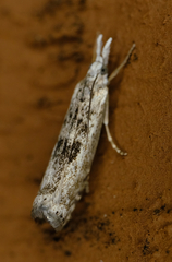 Microcrambus