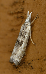Microcrambus