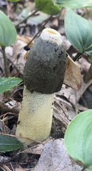 Phallus ravenelii