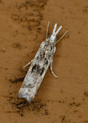 Microcrambus