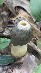 Phallus ravenelii