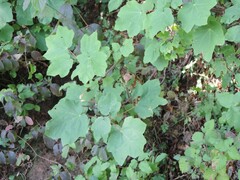 Acer opalus obtusatum