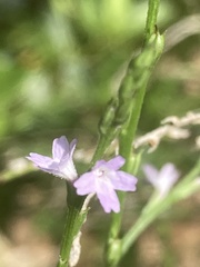 Verbena halei
