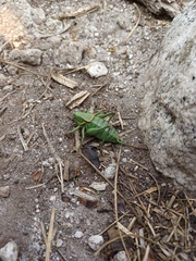 Anabrus simplex