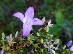 Campanula pyramidalis compacta