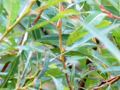 Salix petiolaris