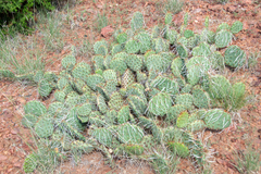 Opuntia polyacantha