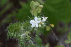 Cnidoscolus maculatus