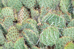 Opuntia polyacantha