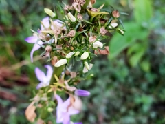 Campanula pyramidalis compacta