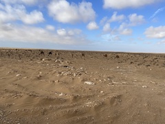 Camelus dromedarius