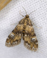 Elophila gyralis