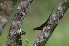 Anolis sagrei