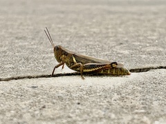 Orthoptera