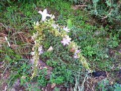 Campanula pyramidalis compacta