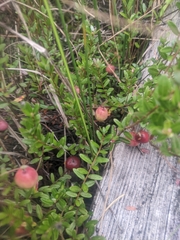 Vaccinium macrocarpon