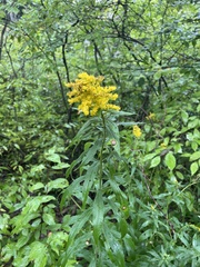 Solidago altissima
