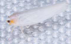 Neocenchrea heidemanni