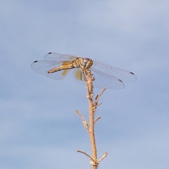 Trithemis kirbyi