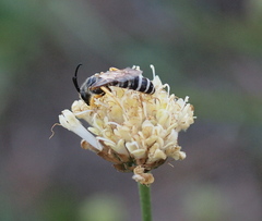 Halictus sexcinctus