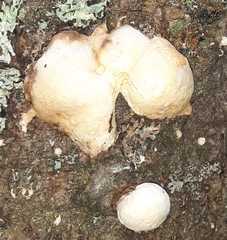 Cryptoporus volvatus