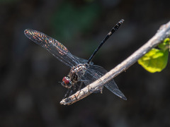 Dythemis velox