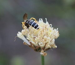Halictus sexcinctus