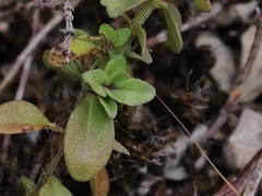 Menthinae