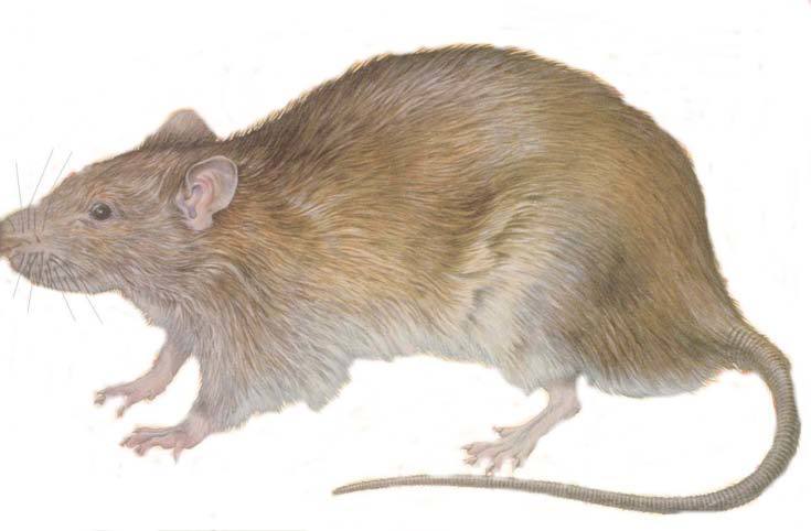 Brown Rat (Norway Rat) (Pest animals in New Zealand) · iNaturalist