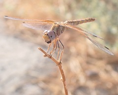Trithemis kirbyi